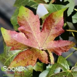 SLENDER SILHOUETTE SWEETGUM -SOONER PLANT FARM Sales DETA2 2064
