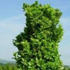 GRAHAM BLANDY BOXWOOD 2 GRAHAM BLANDY BOXWOOD -SOONER PLANT FARM Sales DETA2 2066
