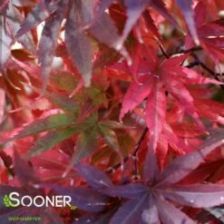 PIXIE UPRIGHT JAPANESE MAPLE 7 PIXIE UPRIGHT JAPANESE MAPLE -SOONER PLANT FARM Sales DETA2 2088