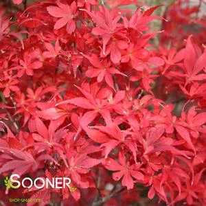 EMPEROR I UPRIGHT JAPANESE MAPLE 4 EMPEROR I UPRIGHT JAPANESE MAPLE - Image 2