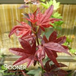 RUBY STARS DWARF UPRIGHT JAPANESE MAPLE -SOONER PLANT FARM Sales DETA2 2091