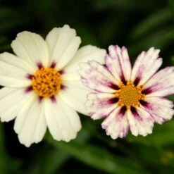 BIG BANG⢠STAR CLUSTER TICKSEED