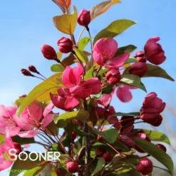 INDIAN MAGIC CRABAPPLE -SOONER PLANT FARM Sales DETA2 22