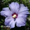 AZURRI BLUE SATIN® ALTHEA -SOONER PLANT FARM Sales DETA2 2291