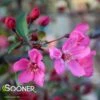 PRAIRIFIRE CRABAPPLE -SOONER PLANT FARM Sales DETA2 23