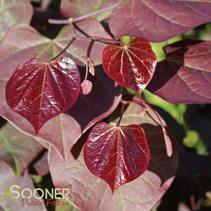 RUBY FALLS WEEPING REDBUD 6 RUBY FALLS WEEPING REDBUD - Image 4