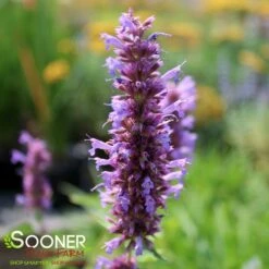 BLUE BOA HYSSOP -SOONER PLANT FARM Sales DETA2 2312