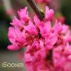 APPALACHIAN RED REDBUD 1 APPALACHIAN RED REDBUD -SOONER PLANT FARM Sales DETA2 2342
