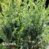 PENCIL POINT JUNIPER 2 PENCIL POINT JUNIPER -SOONER PLANT FARM Sales DETA2 2355