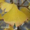 GOLDSPIRE™ GINKGO -SOONER PLANT FARM Sales DETA2 2396