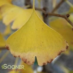 GOLDSPIRE™ GINKGO