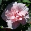 PINK CHIFFON® ALTHEA 2 PINK CHIFFON® ALTHEA -SOONER PLANT FARM Sales DETA2 2448