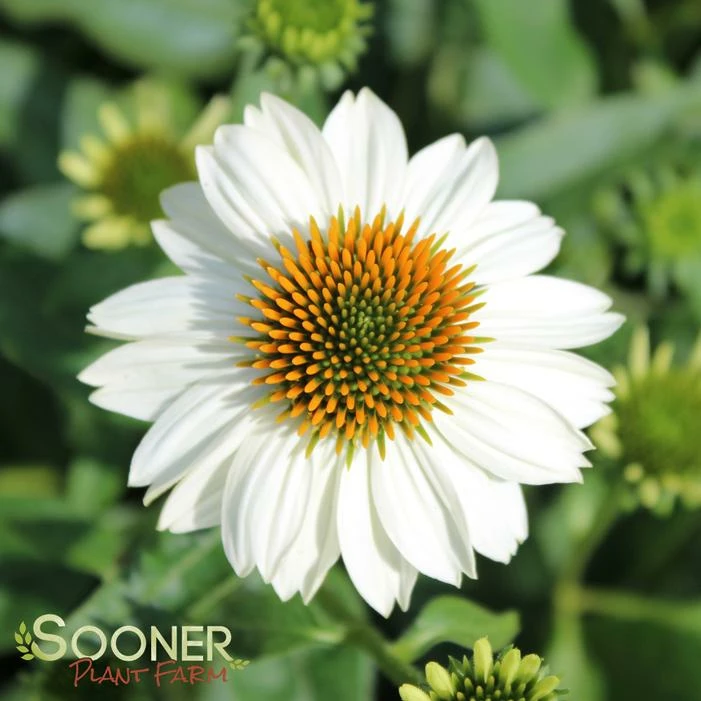 POW WOW® WHITE CONEFLOWER 3 POW WOW® WHITE CONEFLOWER