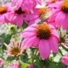 POW WOW® WILD BERRY CONEFLOWER 1 POW WOW® WILD BERRY CONEFLOWER -SOONER PLANT FARM Sales DETA2 2502