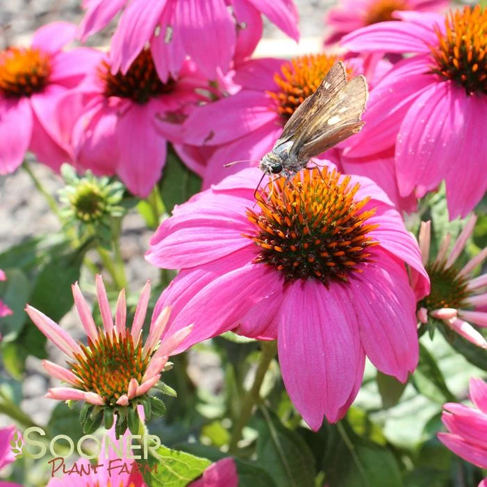POW WOW® WILD BERRY CONEFLOWER 3 POW WOW® WILD BERRY CONEFLOWER