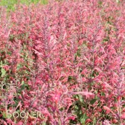 KUDOS™ CORAL HYSSOP 11 KUDOS™ CORAL HYSSOP -SOONER PLANT FARM Sales DETA2 2606