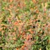 KUDOS™ MANDARIN HYSSOP -SOONER PLANT FARM Sales DETA2 2607