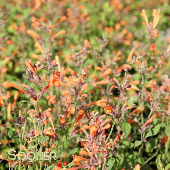 KUDOS™ MANDARIN HYSSOP 3 KUDOS™ MANDARIN HYSSOP