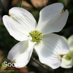 CHEROKEE PRINCESS® DOGWOOD 7 CHEROKEE PRINCESS® DOGWOOD -SOONER PLANT FARM Sales DETA2 27