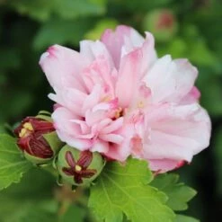 PEPPERMINT SMOOTHIE™ ALTHEA -SOONER PLANT FARM Sales DETA2 2707