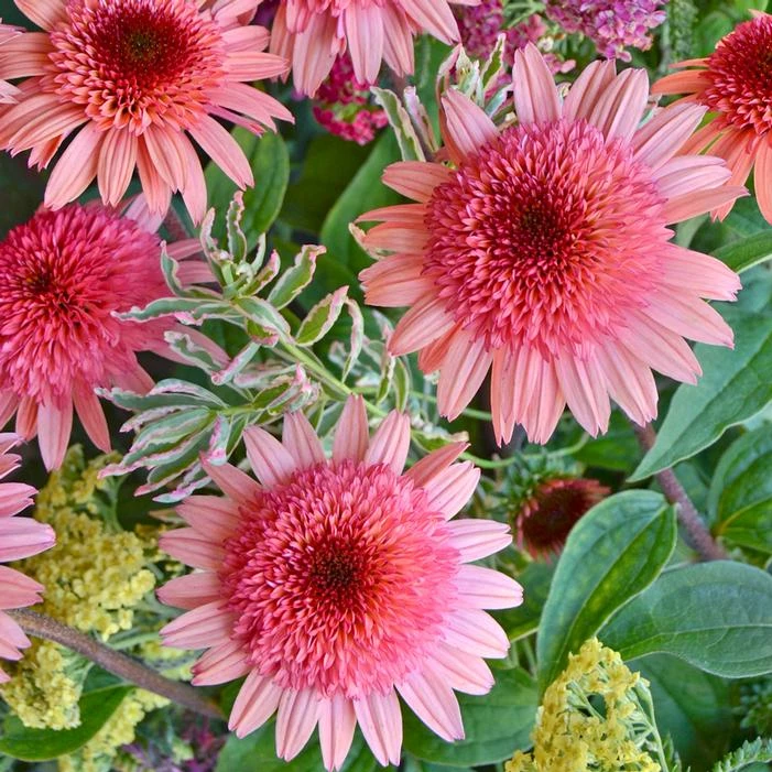 RASPBERRY TRUFFLE™ CONEFLOWER 4 RASPBERRY TRUFFLE™ CONEFLOWER - Image 2