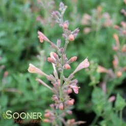 KUDOS™ AMBROSIA HYSSOP -SOONER PLANT FARM Sales DETA2 2754