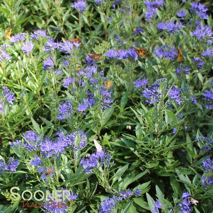 SAPPHIRE SURF™ BLUEBEARD 4 SAPPHIRE SURF™ BLUEBEARD - Image 2