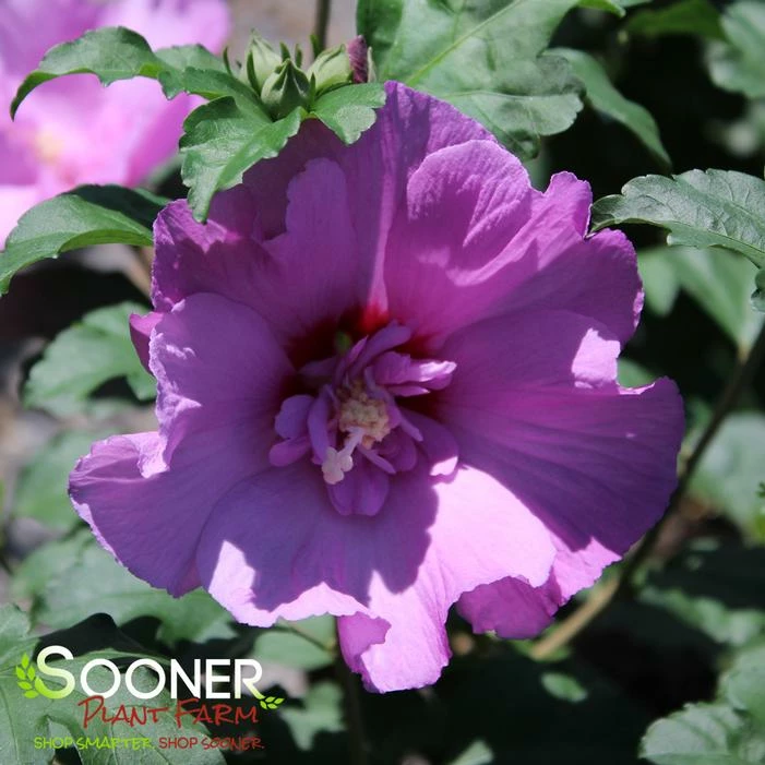 TAHITI™ ALTHEA 5 TAHITI™ ALTHEA - Image 3