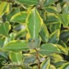 OLIVE MARTINI™ ELAEAGNUS 2 OLIVE MARTINI™ ELAEAGNUS -SOONER PLANT FARM Sales DETA2 2968