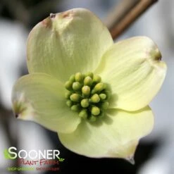 JEAN'S APPALACHIAN SNOW DOGWOOD -SOONER PLANT FARM Sales DETA2 2978