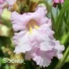 PARADISE DESERT WILLOW 1 PARADISE DESERT WILLOW -SOONER PLANT FARM Sales DETA2 3027