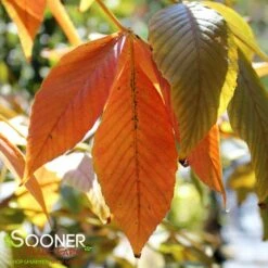 AUTUMN SPLENDOR BUCKEYE -SOONER PLANT FARM Sales DETA2 3056