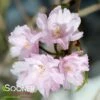 HIGAN WEEPING DOUBLE FLOWERING CHERRY -SOONER PLANT FARM Sales DETA2 3060
