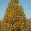 EXCLAMATION™ LONDON PLANETREE -SOONER PLANT FARM Sales DETA2 3082