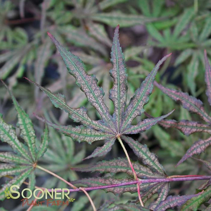 MIKAZUKI UPRIGHT JAPANESE MAPLE 4 MIKAZUKI UPRIGHT JAPANESE MAPLE - Image 2