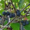 IROQUOIS BEAUTY BLACK CHOKEBERRY 2 IROQUOIS BEAUTY BLACK CHOKEBERRY -SOONER PLANT FARM Sales DETA2 3113