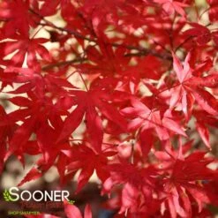 DRAGON TEARS™ WEEPING JAPANESE MAPLE 6 DRAGON TEARS™ WEEPING JAPANESE MAPLE -SOONER PLANT FARM Sales DETA2 3118