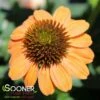 SOMBRERO® HOT CORAL CONEFLOWER -SOONER PLANT FARM Sales DETA2 3128