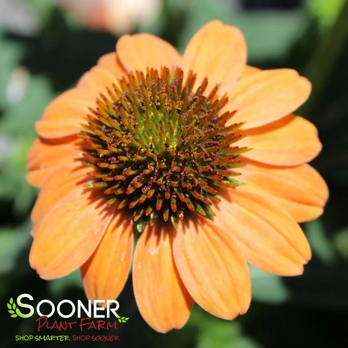 SOMBRERO® HOT CORAL CONEFLOWER 3 SOMBRERO® HOT CORAL CONEFLOWER