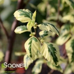 SHILOH SPLASH RIVER BIRCH 7 SHILOH SPLASH RIVER BIRCH -SOONER PLANT FARM Sales DETA2 3146