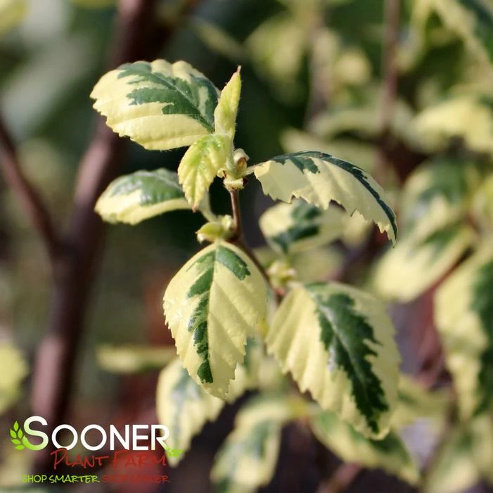 SHILOH SPLASH RIVER BIRCH 5 SHILOH SPLASH RIVER BIRCH - Image 3