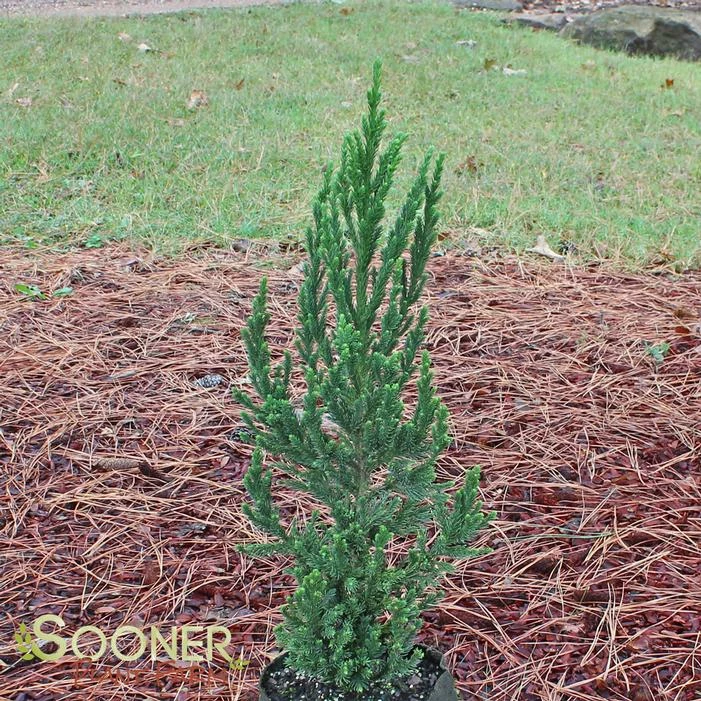 BLACK DRAGON JAPANESE CRYPTOMERIA 4 BLACK DRAGON JAPANESE CRYPTOMERIA - Image 2