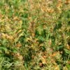 KUDOS™ GOLD HYSSOP 1 KUDOS™ GOLD HYSSOP -SOONER PLANT FARM Sales DETA2 3154