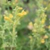 KUDOS™ YELLOW HYSSOP 2 KUDOS™ YELLOW HYSSOP -SOONER PLANT FARM Sales DETA2 3155