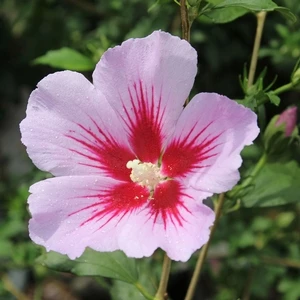 ORCHID SATIN® ALTHEA 4 ORCHID SATIN® ALTHEA - Image 2