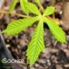 BRIOTII RED HORSE CHESTNUT -SOONER PLANT FARM Sales DETA2 3300