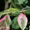 VARIEGATED STELLAR PINK™ DOGWOOD -SOONER PLANT FARM Sales DETA2 3303