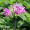 PETITE DELIGHT BEEBALM 2 PETITE DELIGHT BEEBALM -SOONER PLANT FARM Sales DETA2 331