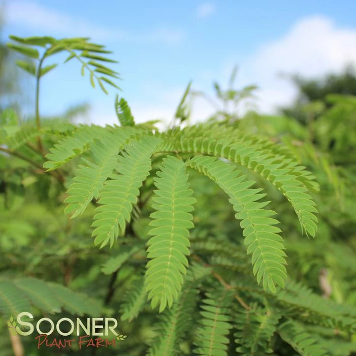 COLD HARDY MIMOSA 4 COLD HARDY MIMOSA - Image 2