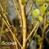 CESKY GOLD® DWARF BIRCH 2 CESKY GOLD® DWARF BIRCH -SOONER PLANT FARM Sales DETA2 3344